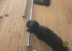 Lost Male Dog last seen Woodbridge Neighborhood, Austin, TX 78753
