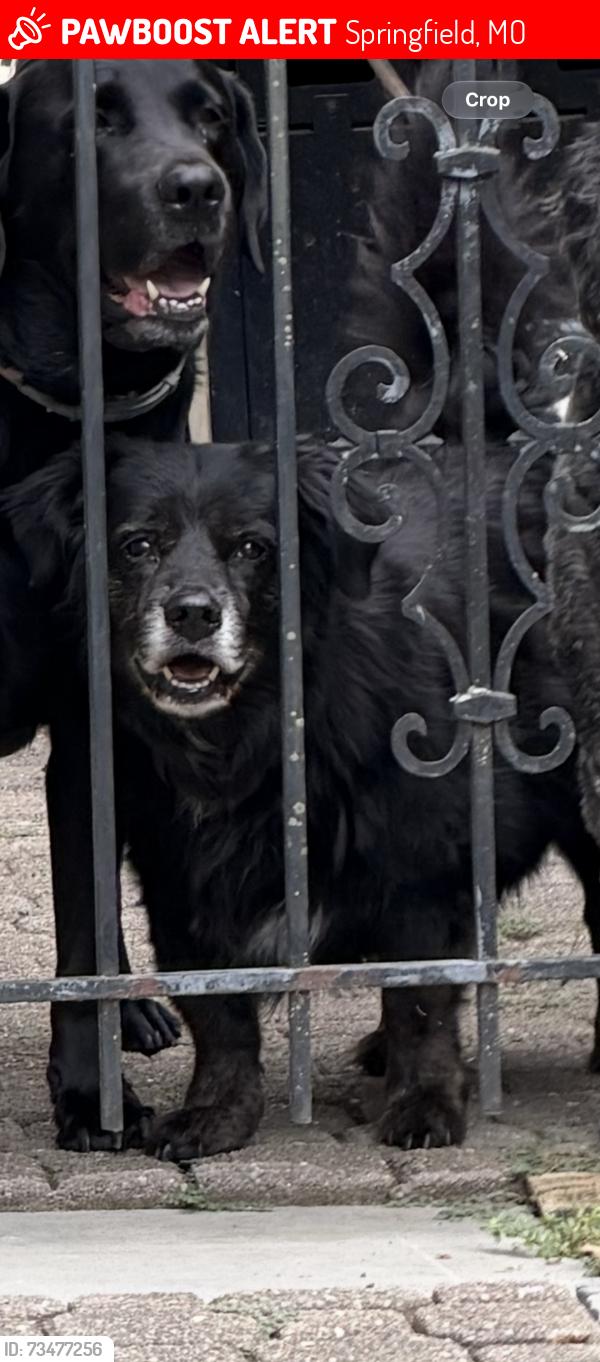 Lost Male Dog last seen Near east cozy st, Springfield, MO 65804