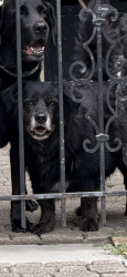 Lost Male Dog last seen Near east cozy st, Springfield, MO 65804