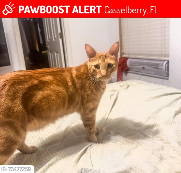 Lost Male Cat last seen W sr 434, Casselberry, FL 32707
