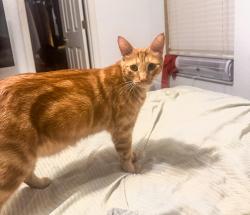 Lost Male Cat last seen W sr 434, Casselberry, FL 32707