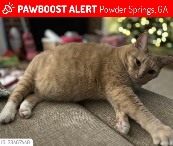 Lost Female Cat last seen Near Country Walk Drive, Powder Springs, GA 30127