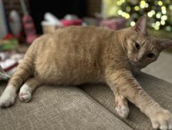 Lost Female Cat last seen Near Country Walk Drive, Powder Springs, GA 30127