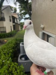 Lost Female Bird last seen Sample and Lyons. twp Karanda 3, Coconut Creek, FL 33063