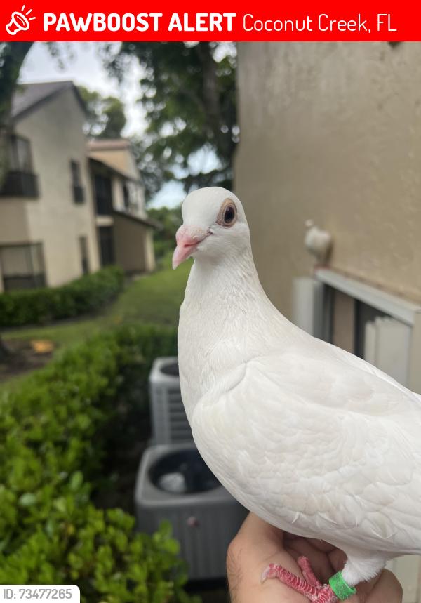 Lost Female Bird last seen Sample and Lyons. twp Karanda 3, Coconut Creek, FL 33063