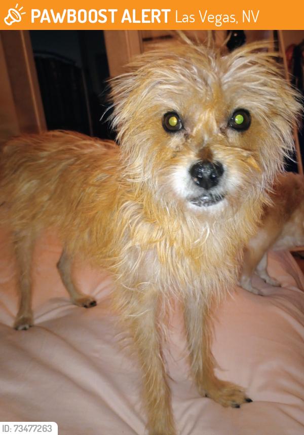 Found/Stray Female Dog last seen 11th and Bonanza, Las Vegas, NV 89101