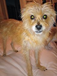 Found/Stray Female Dog last seen 11th and Bonanza, Las Vegas, NV 89101