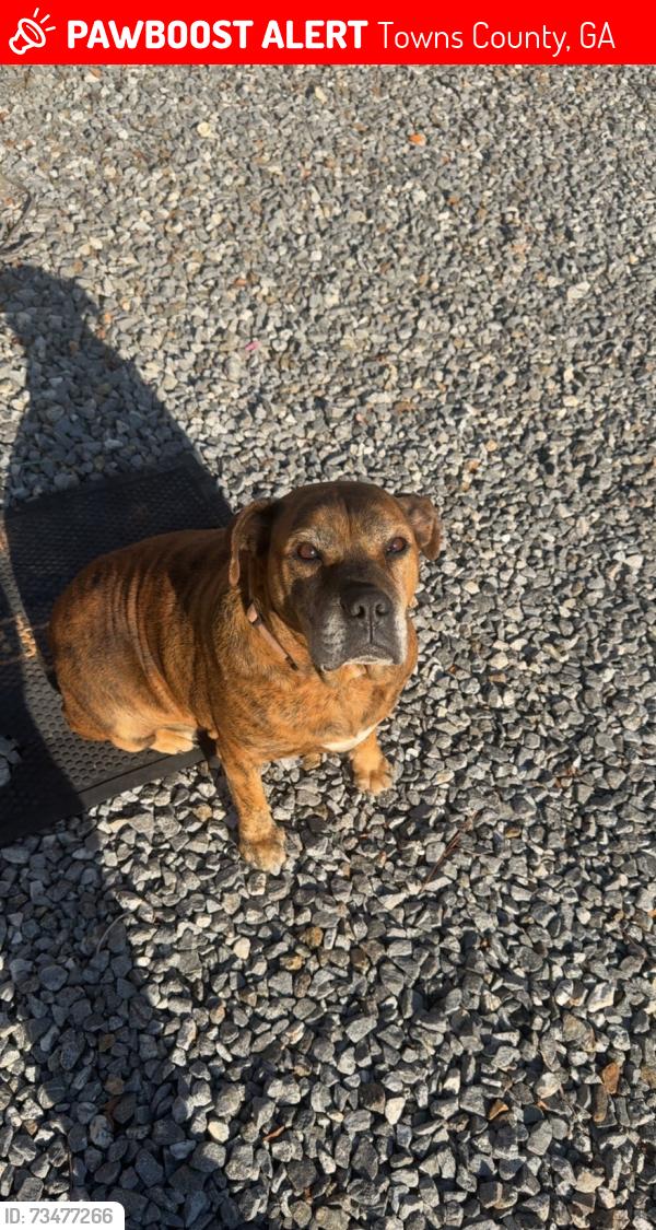 Lost Female Dog last seen Jim Watson Road, Towns County, GA 30546