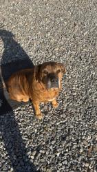 Lost Female Dog last seen Jim Watson Road, Towns County, GA 30546