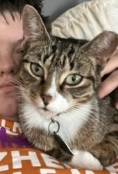 Lost Female Cat last seen Union hollow road, Church Hill, TN 37642