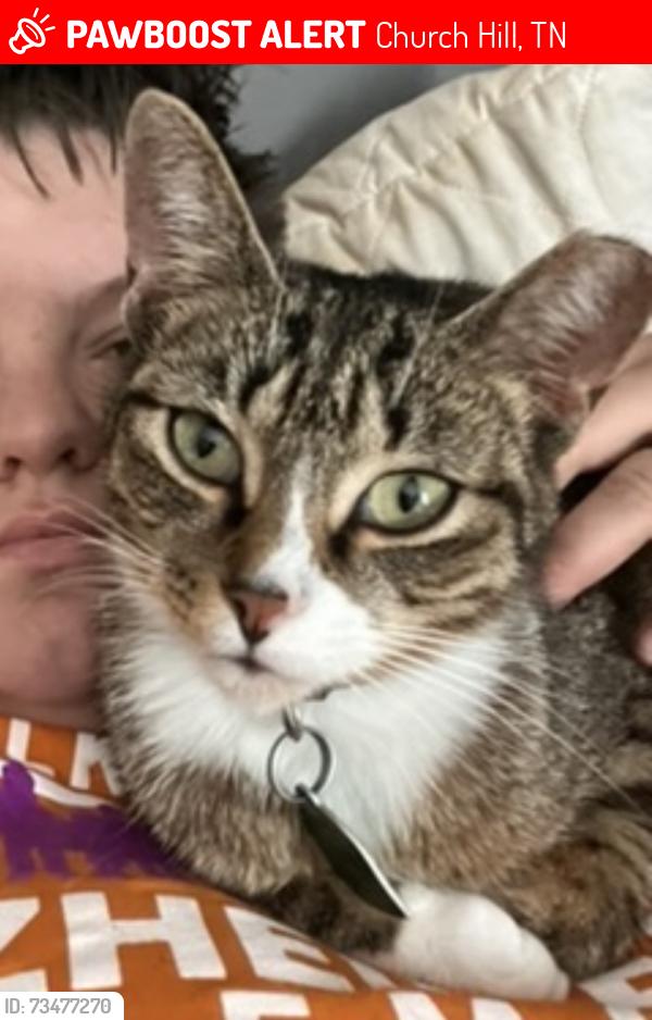 Lost Female Cat last seen Union hollow road, Church Hill, TN 37642