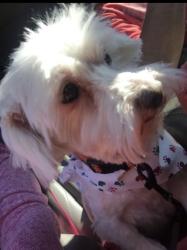 Lost Male Dog last seen Northside elementary and carver park, Johnson City, TN 37604