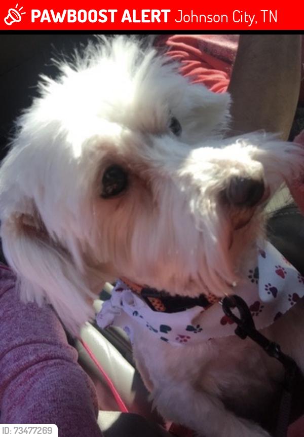 Lost Male Dog last seen Northside elementary and carver park, Johnson City, TN 37604