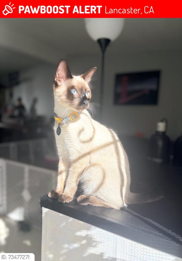 Lost Female Cat last seen Kingtree and Ave Hi, Lancaster, CA 93534