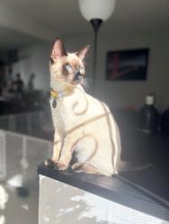 Lost Female Cat last seen Kingtree and Ave Hi, Lancaster, CA 93534