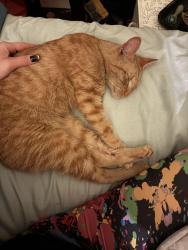 Reunited Male Cat last seen Plantations at Haywoid, Greenville, SC 29607
