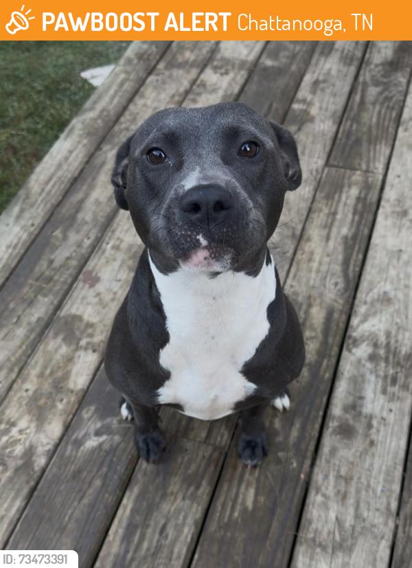 Found/Stray Male Dog last seen Oddstory Brewing, Chattanooga, TN 37408