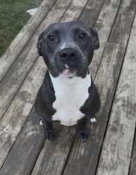 Found/Stray Male Dog last seen Oddstory Brewing, Chattanooga, TN 37408