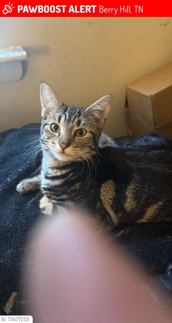 Lost Male Cat last seen Berryhill Post Office and Good will, Berry Hill, TN 37204