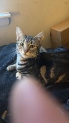 Lost Male Cat last seen Berryhill Post Office and Good will, Berry Hill, TN 37204