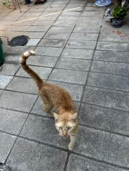 Found/Stray Unknown Cat last seen S Nevada St & Minnesota St, Oceanside, CA 92054