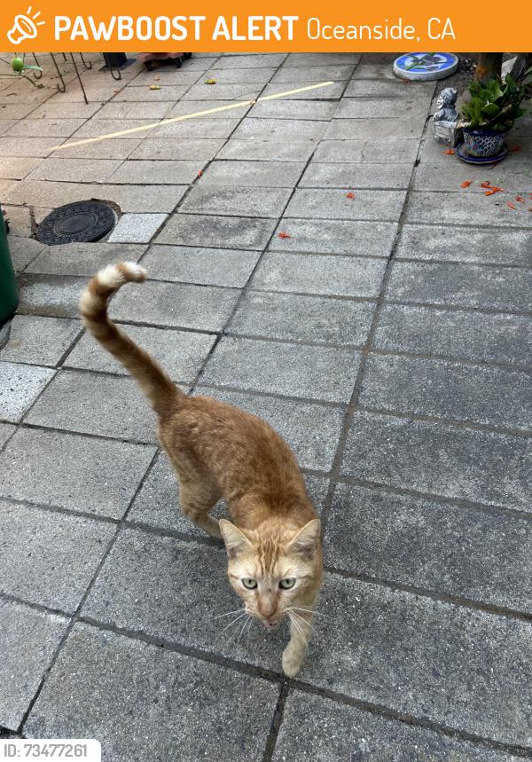 Found/Stray Unknown Cat last seen S Nevada St & Minnesota St, Oceanside, CA 92054