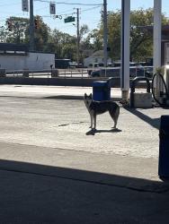 Found/Stray Unknown Dog last seen 38th st and Emerson st Indianapolis, Indianapolis, IN 46218