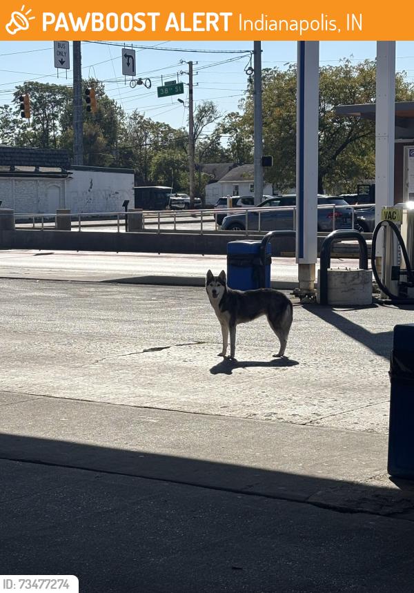 Found/Stray Unknown Dog last seen 38th st and Emerson st Indianapolis, Indianapolis, IN 46218