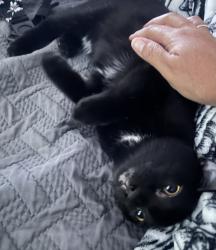 Lost Male Cat last seen 87th street, Odessa, TX 79765