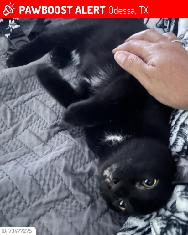 Lost Male Cat last seen 87th street, Odessa, TX 79765