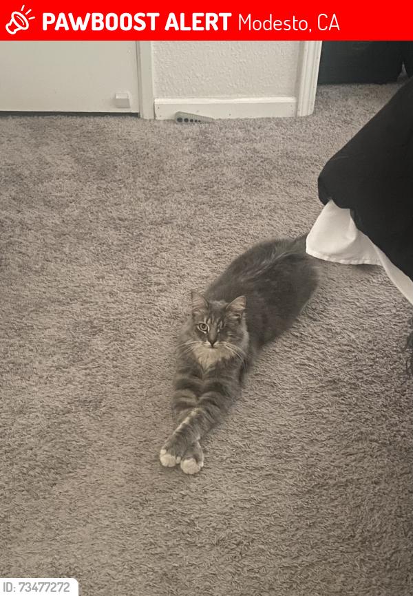Lost Male Cat last seen La Coste, Modesto, CA 95357