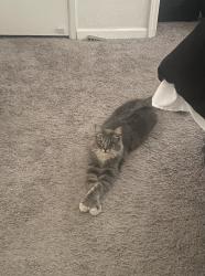 Lost Male Cat last seen La Coste, Modesto, CA 95357
