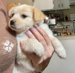Found/Stray Unknown Dog last seen Windsor and Chelsea Dr, Kellogg Creek, GA 30102