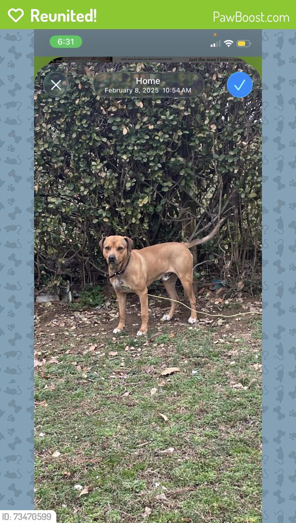 Reunited Male Dog last seen Bigbyville / Demastus Ln Columbia, TN, Columbia, TN 38401