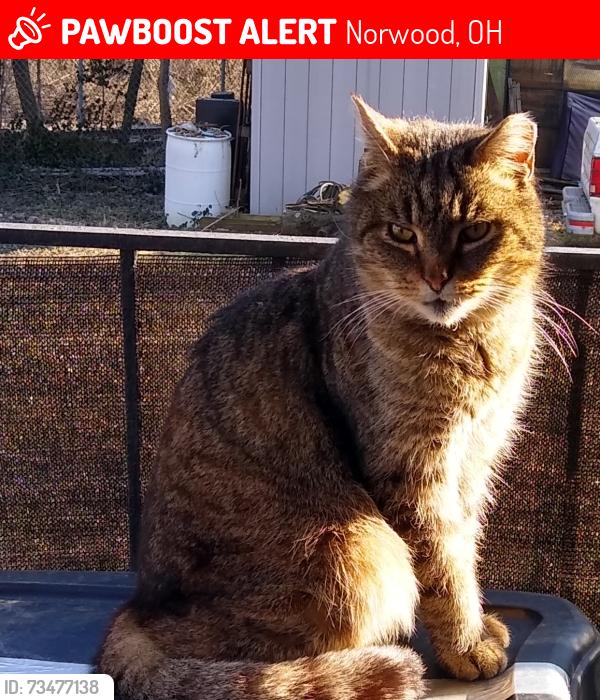 Lost Male Cat last seen Forest and Linden Avenue Norwood Ohio, Norwood, OH 45212