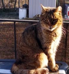 Lost Male Cat last seen Forest and Linden Avenue Norwood Ohio, Norwood, OH 45212