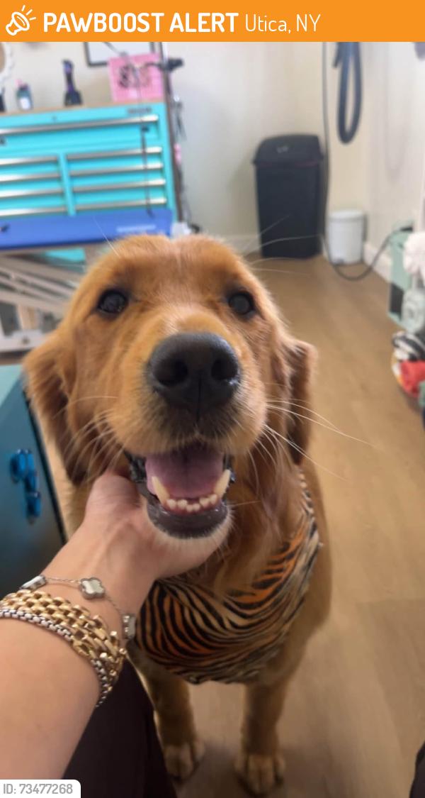 Rehomed Female Dog last seen Oneida St, Forest Hill Cemetery, Utica, NY 13501
