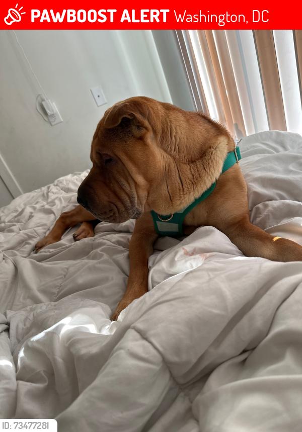 Lost Male Dog last seen North Capitol St NW, Washington, DC 20011