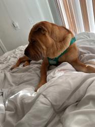 Lost Male Dog last seen North Capitol St NW, Washington, DC 20011