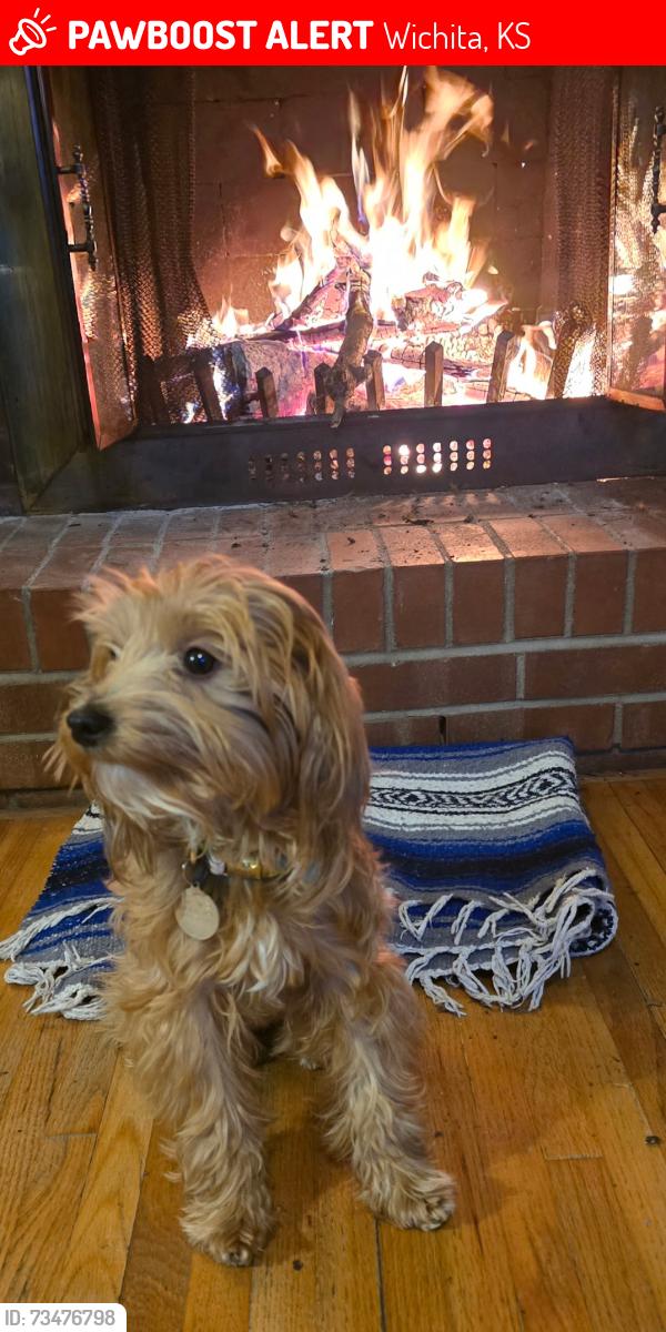 Lost Female Dog last seen 16th and Sheridan, Wichita, KS 67203