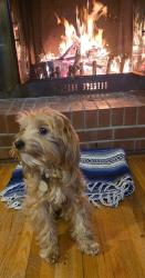 Lost Female Dog last seen 16th and Sheridan, Wichita, KS 67203