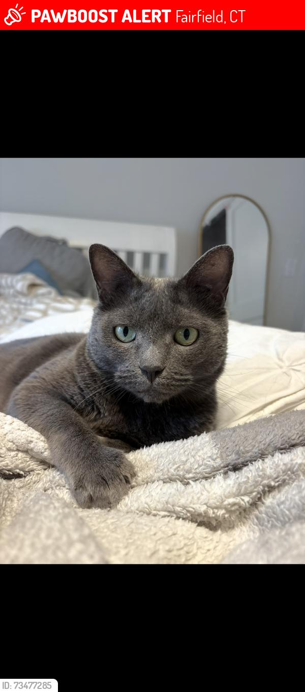 Lost Female Cat last seen Putting Green, Fairfield, CT 06825