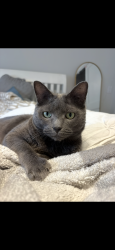 Lost Female Cat last seen Putting Green, Fairfield, CT 06825