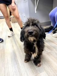 Reunited Male Dog last seen One stop convenience, Knoxville, TN 37921