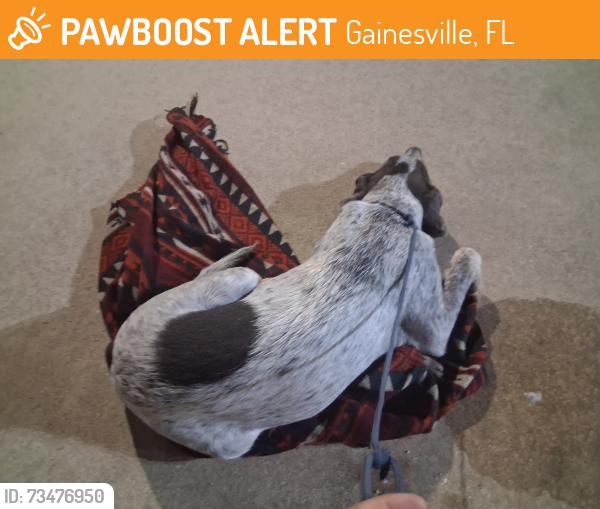 Found/Stray Male Dog last seen Circle K gas station across street from Uhaul storage, Gainesville, FL 32609