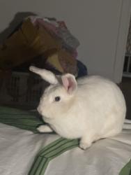 Found/Stray Unknown Rabbit last seen Poland street and Joseph Campau, Hamtramck, MI 48212