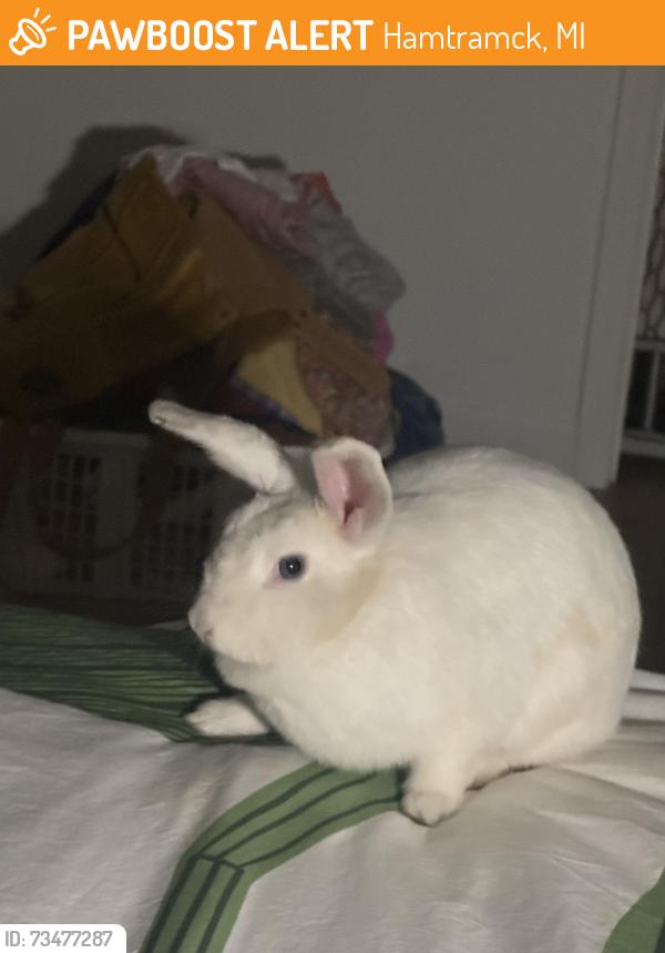 Found/Stray Unknown Rabbit last seen Poland street and Joseph Campau, Hamtramck, MI 48212