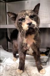 Shelter Stray Male Cat last seen , 1850 W 60th St, Los Angeles, CA 90047, USA