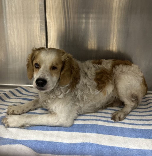 Shelter Stray Male Dog last seen , 957 N Gaffey St, San Pedro, CA 90731, USA