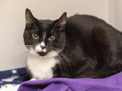 Shelter Stray Female Cat last seen Near BLOCK S REVERE, 5501 E Van Buren St, Phoenix, AZ 85008, USA